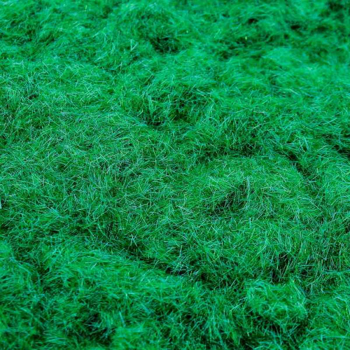 JustKraft Garden Grass Powder (25 gms) Green